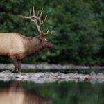 Know the Best Elk Hunting Equipment Day 3: Understand the Best Elk Hunting Calibers