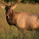 Know the Best Elk Hunting Equipment Day 4: Learn the Best Guns for Elk