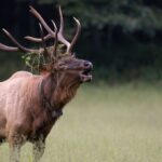 Know the Best Elk Hunting Equipment Day 5: Know Must-Haves for Successful Elk Hunting