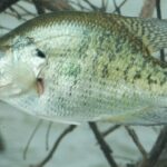 Catching Springtime Bank Bound Crappie Day 2: Catching Springtime Ditch and Stump Crappie