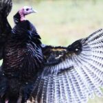 “Learning from Turkeys with Matt Morrett” Day 1: Public Land’s High Pressured Turkeys