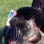 “Learning from Turkeys with Matt Morrett” Day 2: Late Season Public Land Turkeys