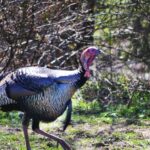 “Learning from Turkeys with Matt Morrett” Day 4: Turkeys That Understand Hunters