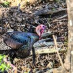 “Learning from Turkeys with Matt Morrett” Day 5: One of Matt Morrett’s Toughest Turkeys