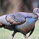 Old Turkey Calls Still Work Today Day 4:  A Turkey Hunt’s Not Ever Over