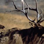 “Elk You Know Little About” Day 1: Hunting Roosevelt Elk