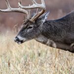 Plan Now – Have More Deer and Wildlife Day 2: Identify Natural Deer and Wildlife Foods