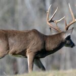 Plan Now – Have More Deer and Wildlife Day 3: Remove Non-Commercial Trees to Improve Wildlife