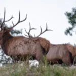 “Hunting Elk and Mule Deer” Day 3: Train to Hunt Competitions Help You Hunt Elk