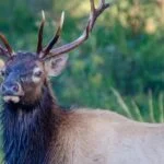 “Hunting Elk and Mule Deer” Day 4: An After School Bull Elk