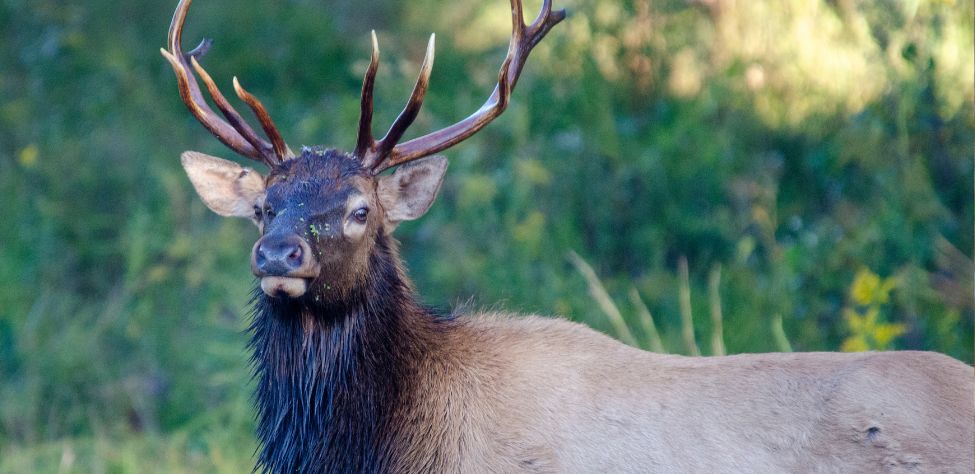 “Hunting Elk and Mule Deer