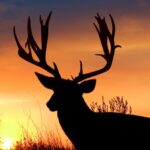 “Hunting Elk and Mule Deer” Day 5: The Game Day Mule Deer