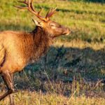 “Hunting Elk and Mule Deer” Day 1: A Successful Elk Hunt